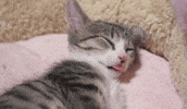 sleepy cat GIF