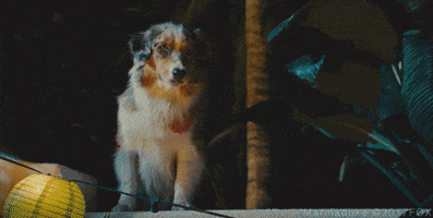 dog puppy GIF by 20th Century Fox Home Entertainment