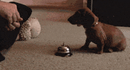 bell ringing GIF