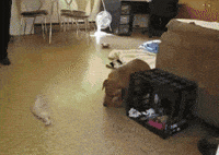 house feeling GIF