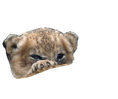 lion hug Sticker by BBC America