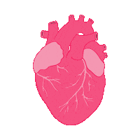 JesFortner_Illustration heart pink illustration sticker Sticker