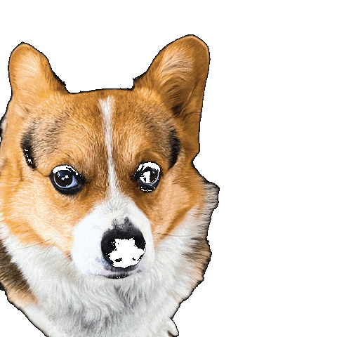 Dog Corgi Sticker