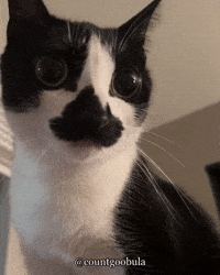 Staring All Eyes GIF