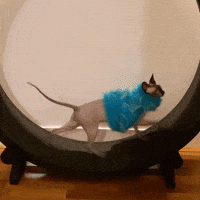 Cat Winning GIF by Meta