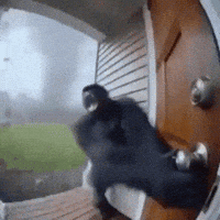 Monkey Gorilla GIF