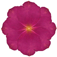 Rose Petals Flower Sticker