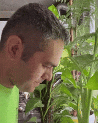 Shrek Memegif GIF
