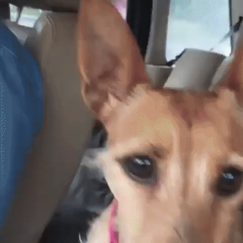 Jack Russell Shows Car Washers Who's Boss