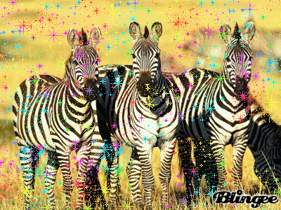 zebra standing GIF