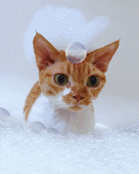 Happy Devon Rex GIF