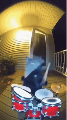 paolog67 giphyupload cat drums disturbing GIF