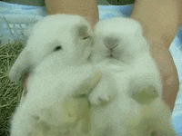 bunnies snuggle GIF