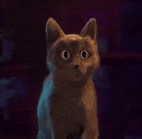 Cat Wow GIF