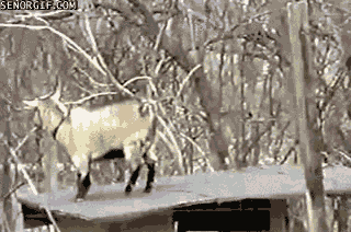 goats jumping GIF by Cheezburger