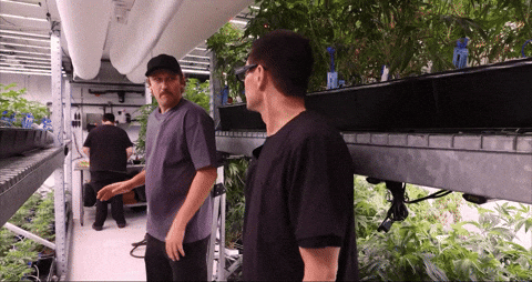 Plant GIF by Exclusive Brands