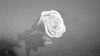music video GIF by Interscope Records