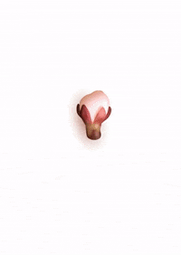 Pink Grow GIF