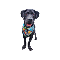 Star Wars Dog Sticker by Geekster Pets