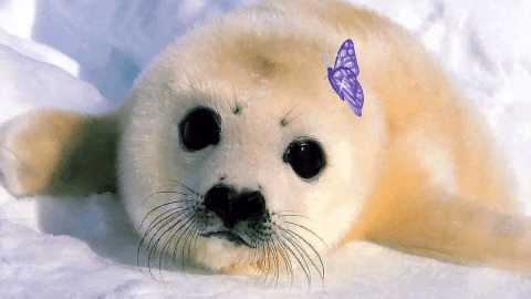 kawaiicute #ldshadowlady GIF