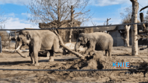 KniesKinderzoo giphygifmaker zoo elefant zirkus GIF