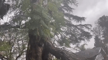 Tree Collapses in Suburban Backyard During Los Angeles Thunderstorm