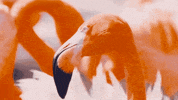 Side Eye Fuming GIF by SeaWorld
