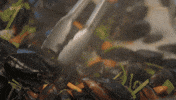 Mc15 Mussels GIF by MasterChefAU