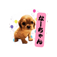 Cavalierkingcharlesspaniel Sticker