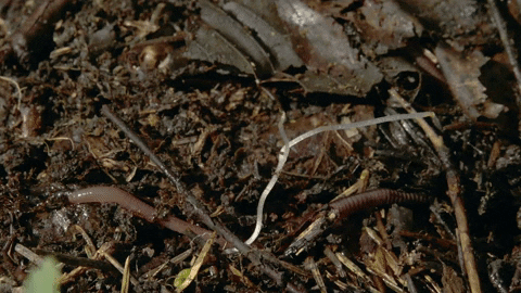 maxmartinussen giphygifmaker GIF