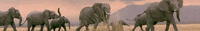 elephants GIF by NRDC