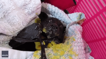 Rescued Bat Makes a Mess While Enjoying Fresh Mango