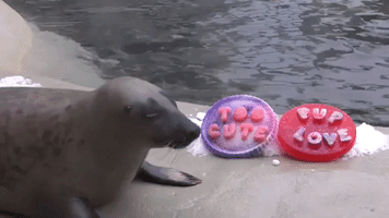 Animals Enjoy Heart-Shaped Snacks