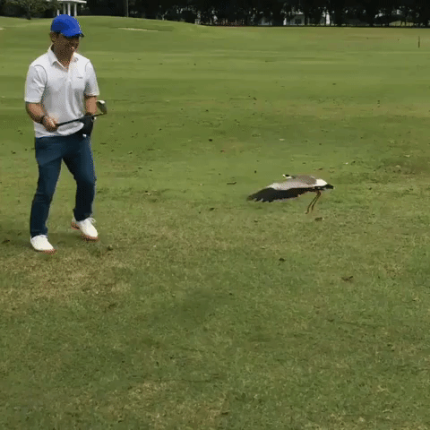 Golfer Interrupted by Angry Birds Protecting Mistaken Egg