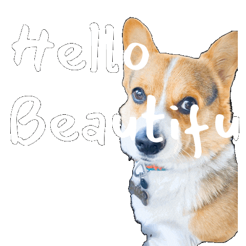Dog Hello Sticker