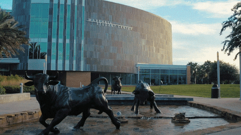 usouthflorida giphyupload usf go bulls tampa GIF