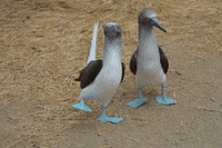 Boobies GIF