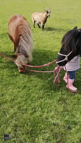 Toddler Walks Her Pony and Donkey Pals