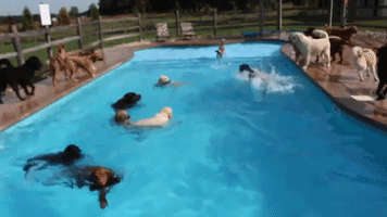 Doggy Daycare Doggos Enjoy a Dip in the Pool