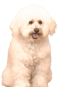 Canal2 Sticker by Latina.pe