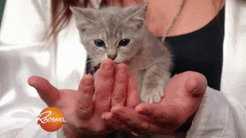 Adopt North Shore Animal League GIF by Rachael Ray Show