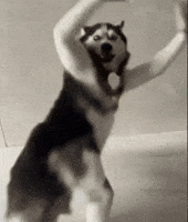 Funny Dance Dancing GIF by Chiragh Baloch