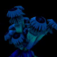 Flower Lsd GIF by xponentialdesign