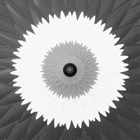 Flowers Infinity GIF by Feliks Tomasz Konczakowski