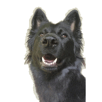 Ehondenschool oni happydog shepherd germanshepherd Sticker