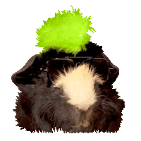 Ultra Music Pig Sticker by Ultra Records