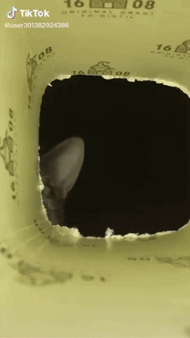 GifVif giphyupload what last pringle see GIF