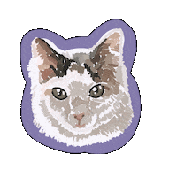 White Cat Sticker
