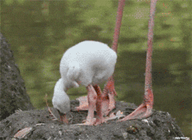 flamingo GIF
