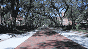 plaza of the americas trees GIF
